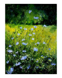 Chicorees flowers