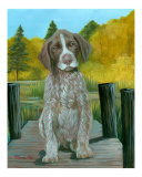 German Shorthaired Pointer (GSP)