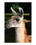 Llama