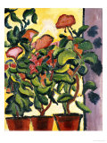Geranium Am Fenster