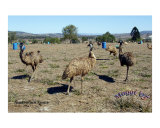 Emus