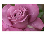 Pink Rose: "Up Close"