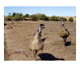 Emu