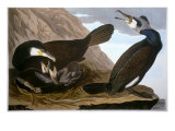 Common Cormorant