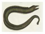Moray Eel
