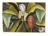 Magnolia