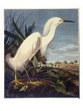 Snowy Heron or White Egret
