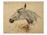 Testo Di Cavallo