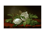 Magnolia