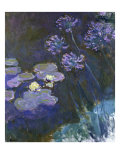 Water Lilies and Agapanthus