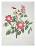 Rose Without Thorns