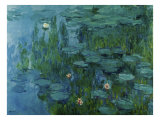 Water Lilies