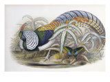 Lady Amherst's Pheasant