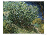 Lilac Bush