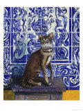 Cat of Portugal (Chat Du Portugal)