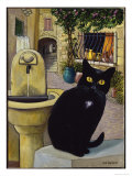 European Cat at St Paul de Vence  France