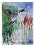 Pintail Duck