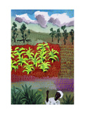 Banana Fields  Kenya