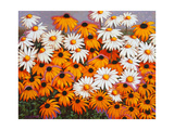 Daisies
