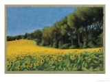 Sunflowers in Perugia