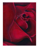 rose red