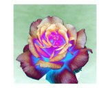 Multicolored Rose