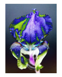 Iris in the Rain