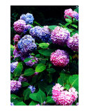 Hydrangea Blossoms
