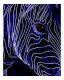 Electric Zebra
