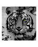 B/W Tiger