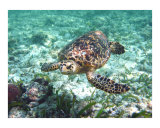 Sea Turtle