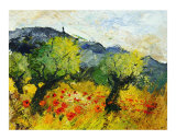 Olive trees 45