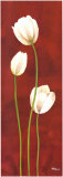 Danza di Tulipani