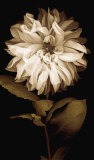 Dahlia I