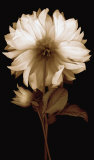 Dahlia II