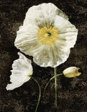 Poppies II