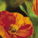 Coquelicots dans le Soleil II
