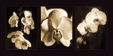 Orchid Trio