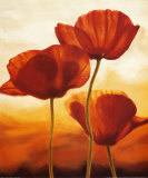 Poppies in Sunlight I