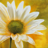 Marguerites dans le Soleil III