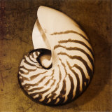 Nautilus