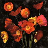 Poppy Bouquet II