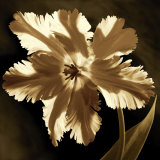 Parrot Tulip I