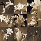Lily Garden