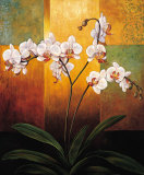 Orchids
