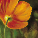 Coquelicots dans le Soleil III