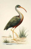 Water Birds I