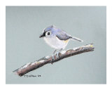 Tuffed Titmouse study 2
