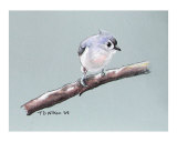 Tuffed Titmouse study 4