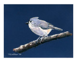 Tuffed Titmouse on blue